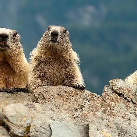 Almi's Obernberg am Brenner