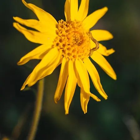 Hotell Almi's Obernberg am Brenner