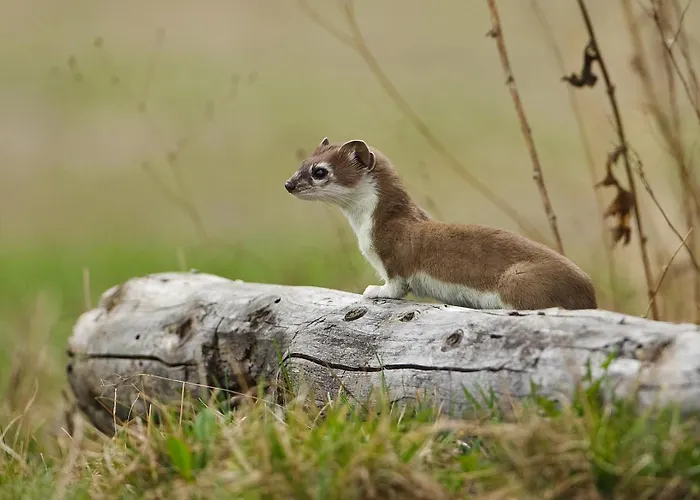 Hotel Almi's Obernberg am Brenner