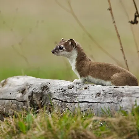 Hotel Almi's Obernberg am Brenner